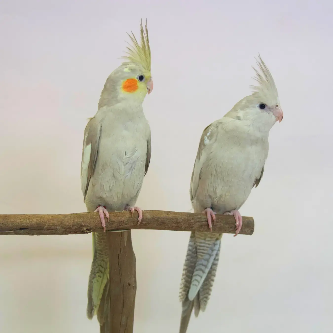 Hand-Raised Cockatiels Kellyville Pets