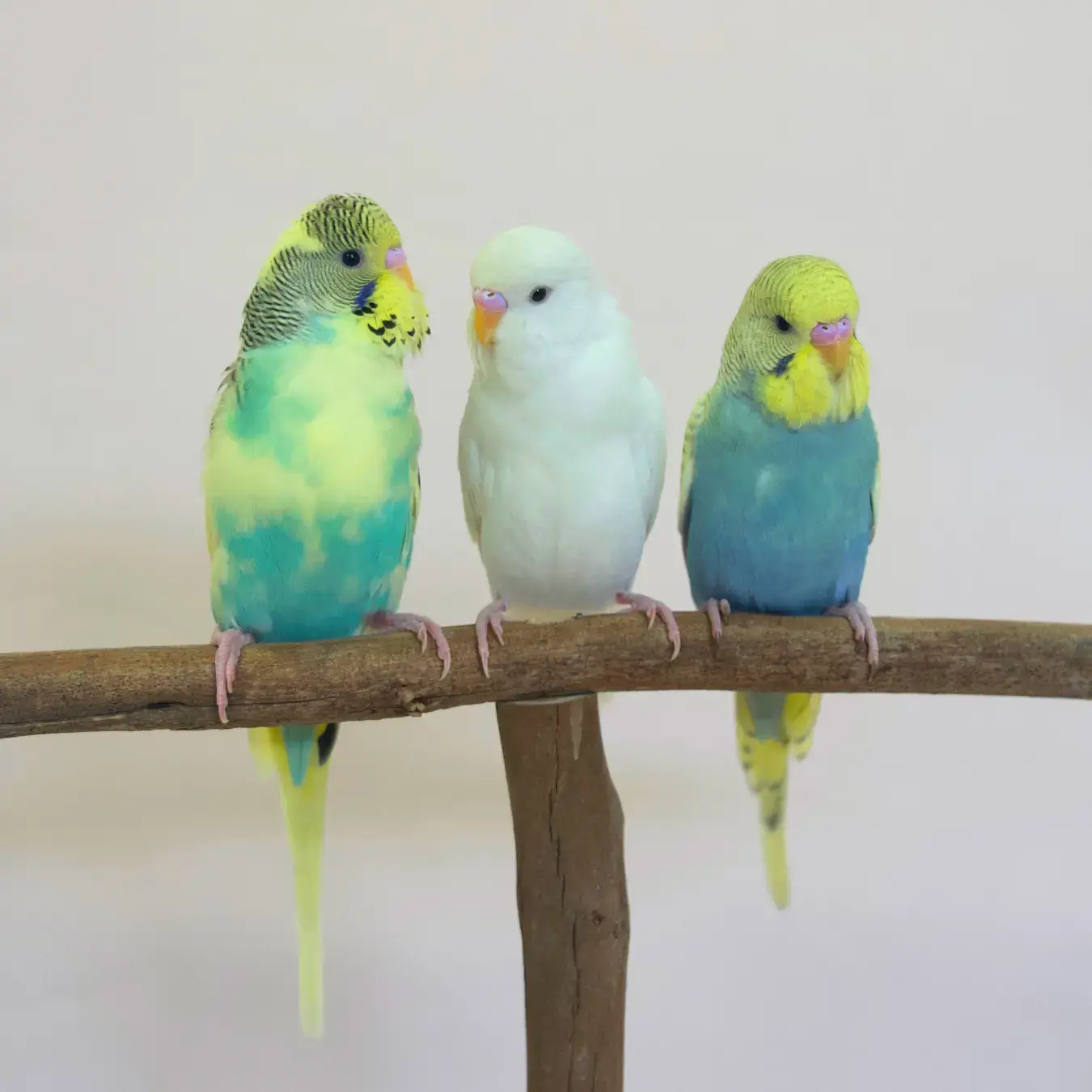 Hand-Raised Budgies Kellyville Pets