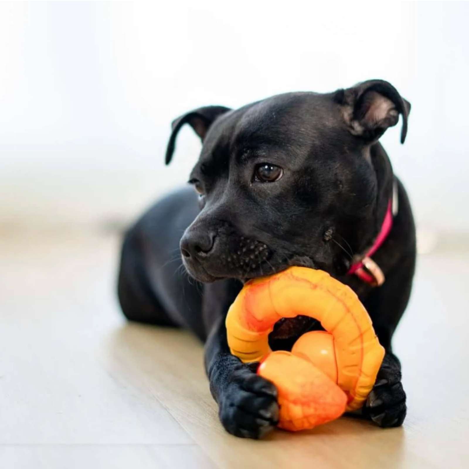 Happy Staffy Co. PowerFlex Jungle Collection Dog Toys (Gift box)