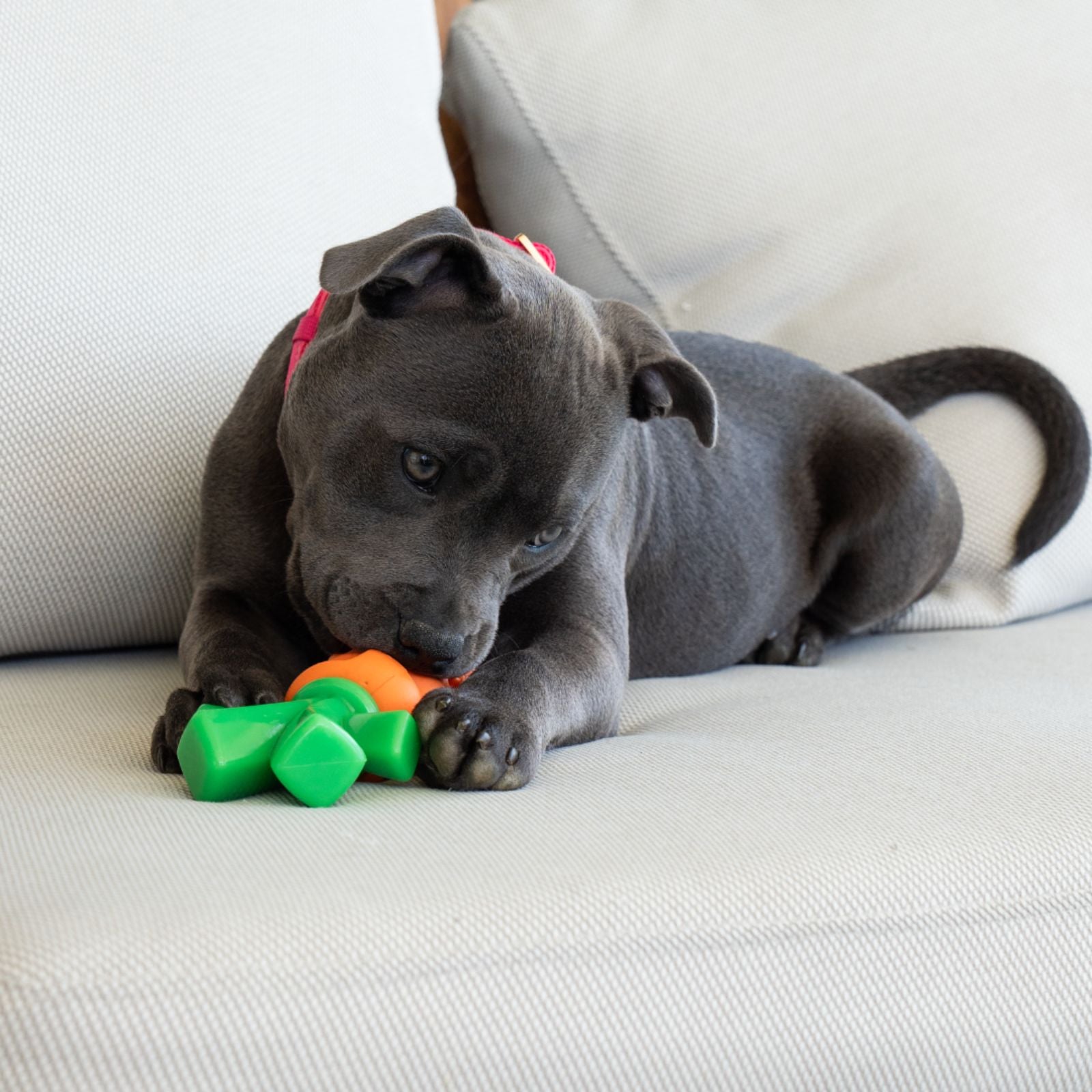 Happy Staffy Co. Chomp Carrot Tough Dog Toy