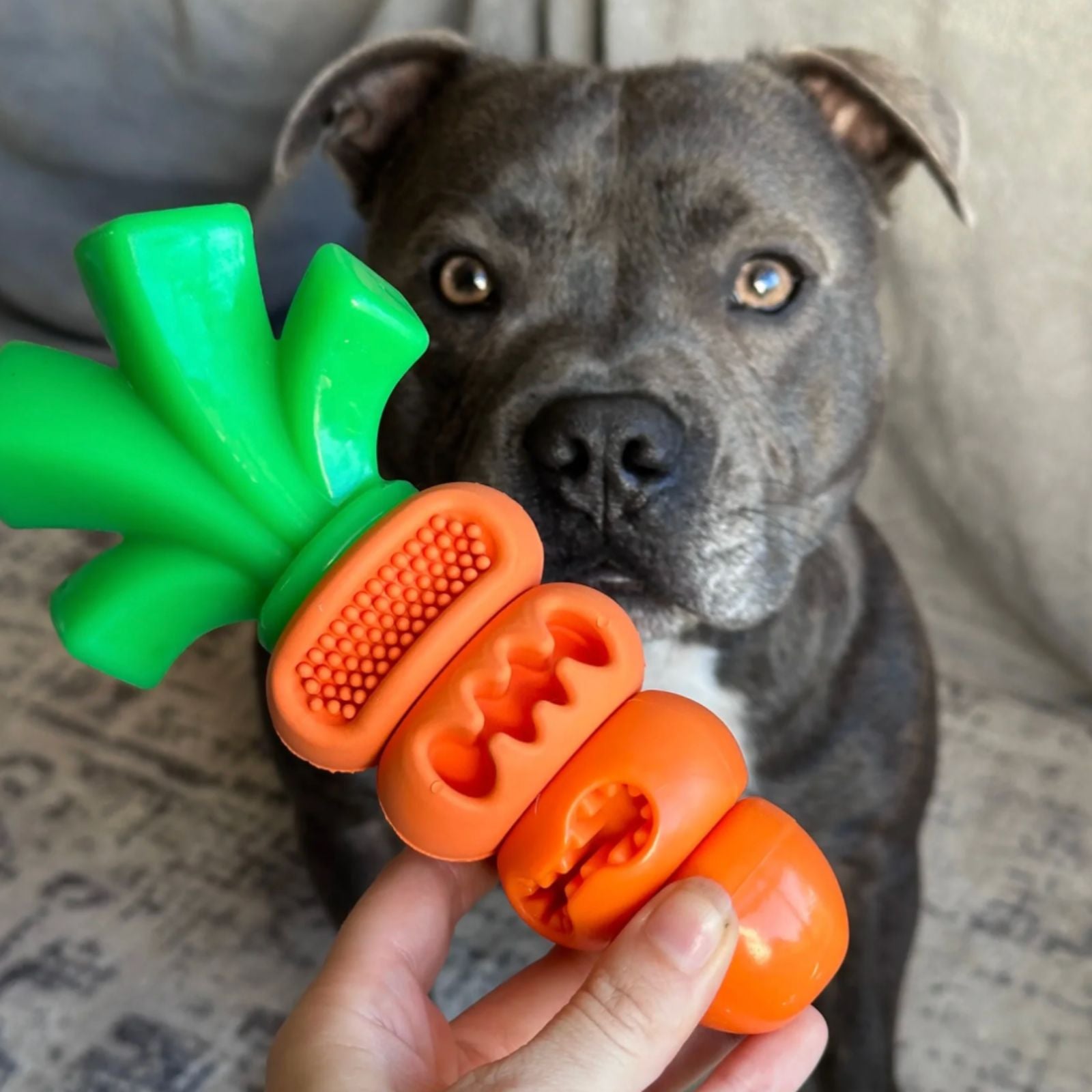 Happy Staffy Co. Chomp Carrot Tough Dog Toy