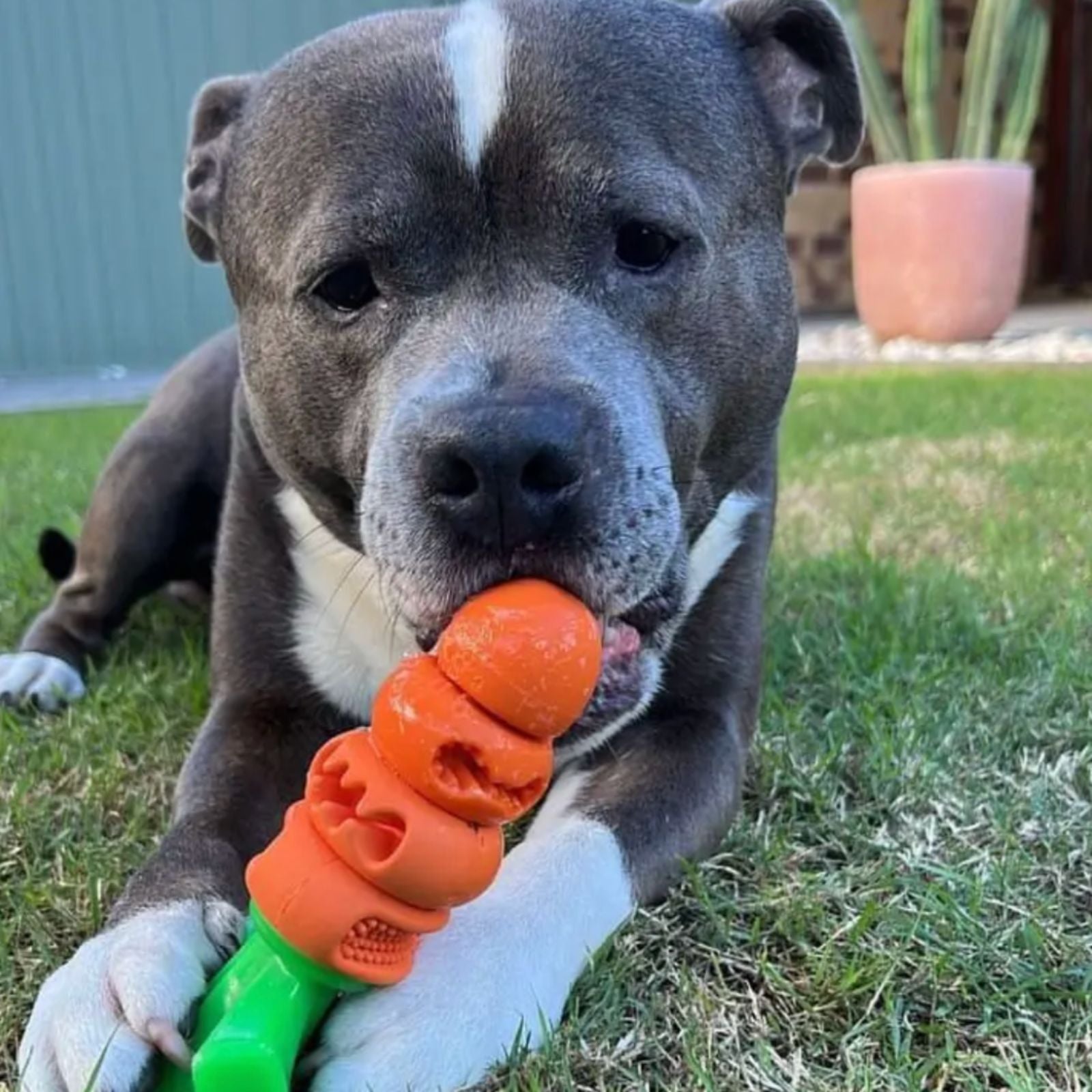 Happy Staffy Co. Chomp Carrot Tough Dog Toy