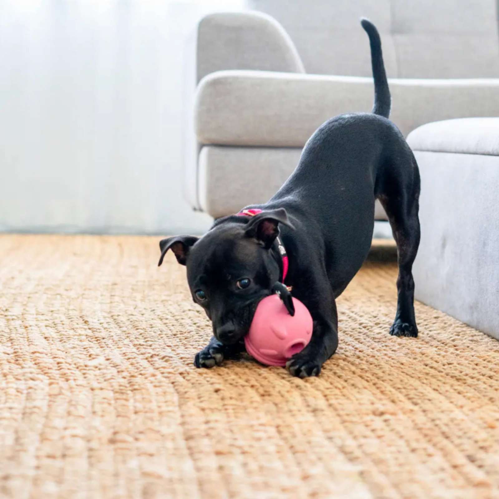 Happy Staffy Co. Poppy Pig Treat Dispenser Dog Toy