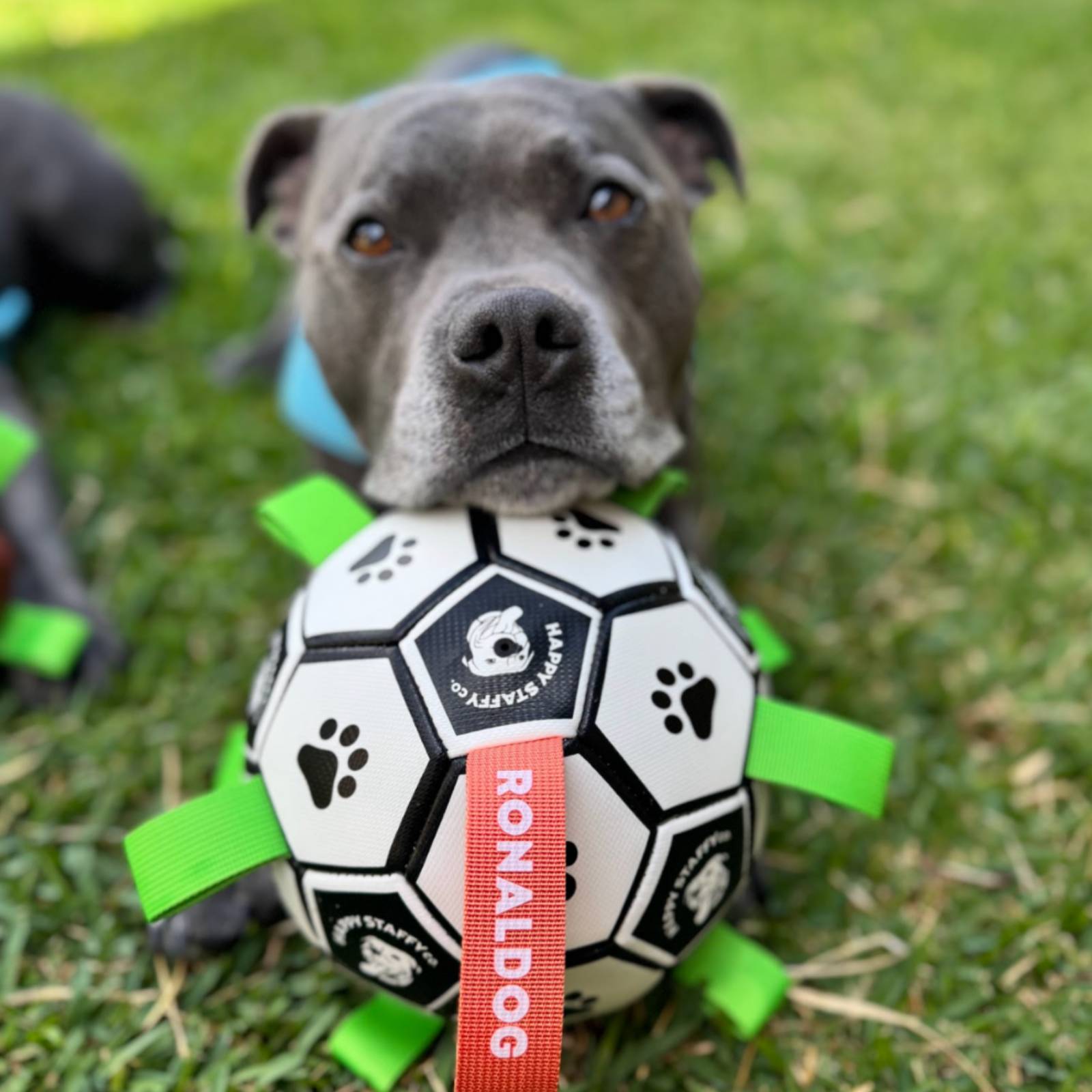 Happy Staffy Co. Ronaldog Soccer Ball Dog Toy