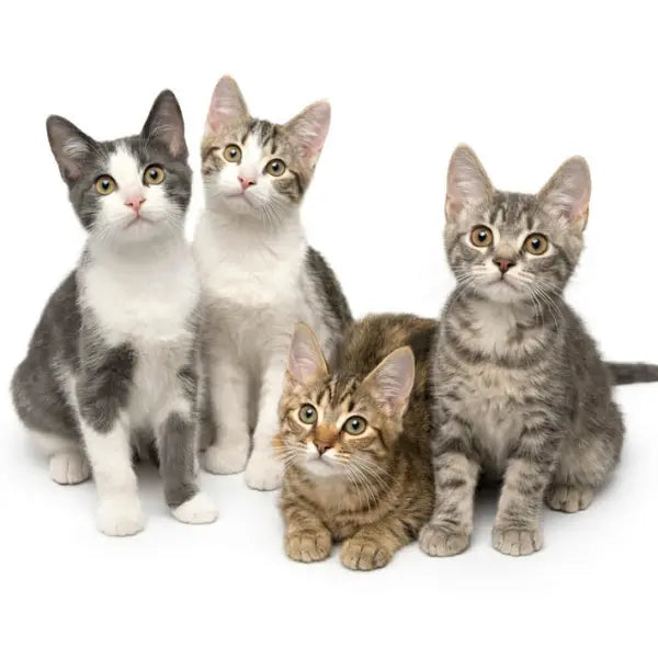 Harold, Walter, Cecil & Judy New Life Cats