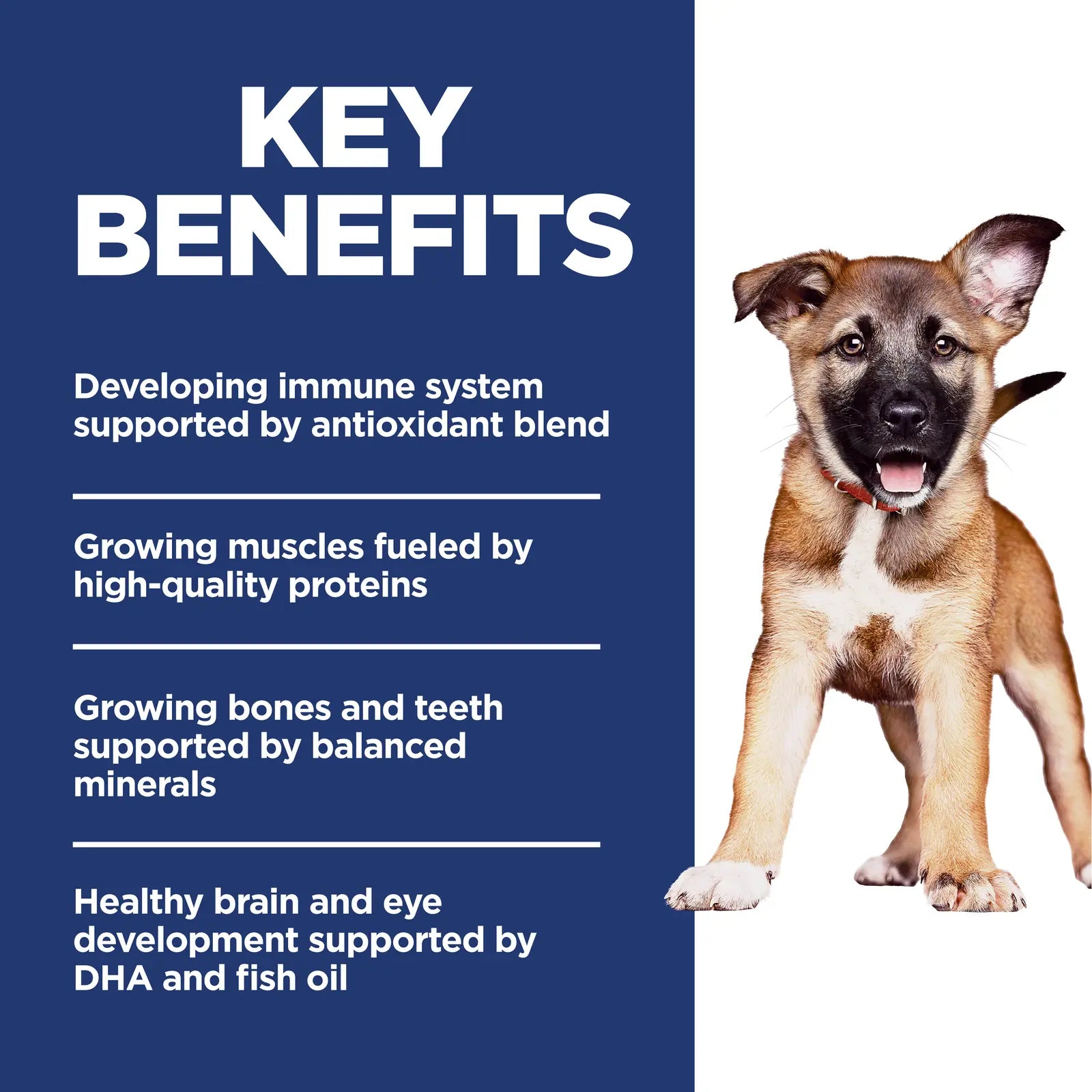 Hill's Science Diet Dog Food Puppy Large Breed Hills