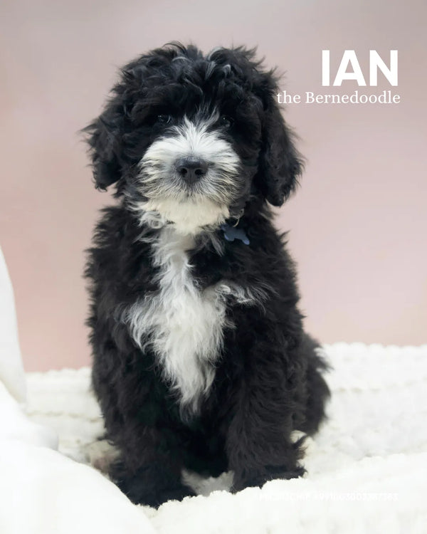 Ian