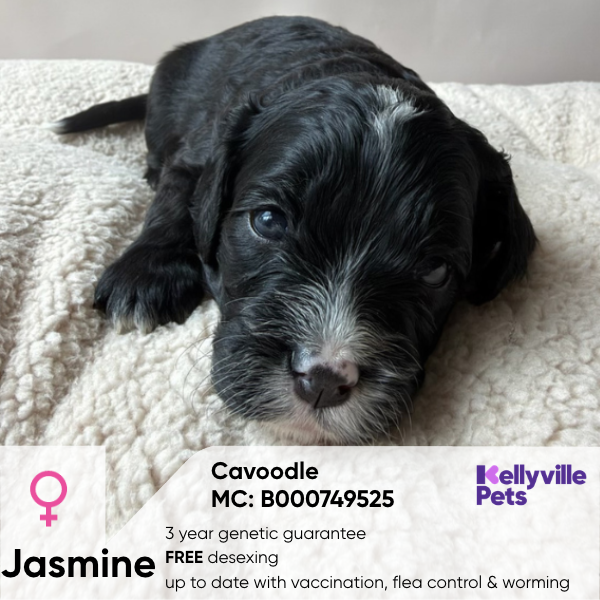 Jasmine