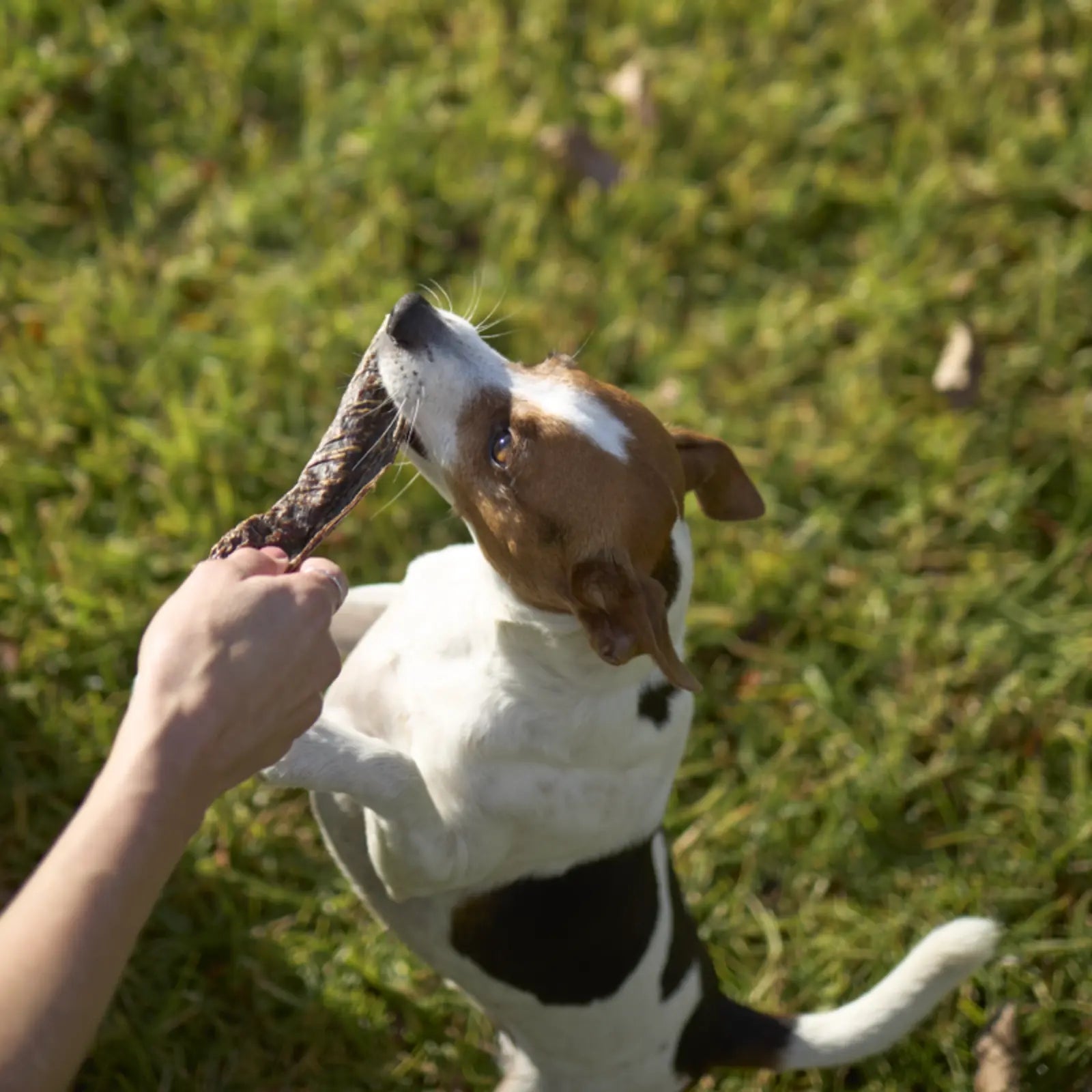 Kazoo Prime Cuts Beef Liver Chips Dog Treats Prime Cuts