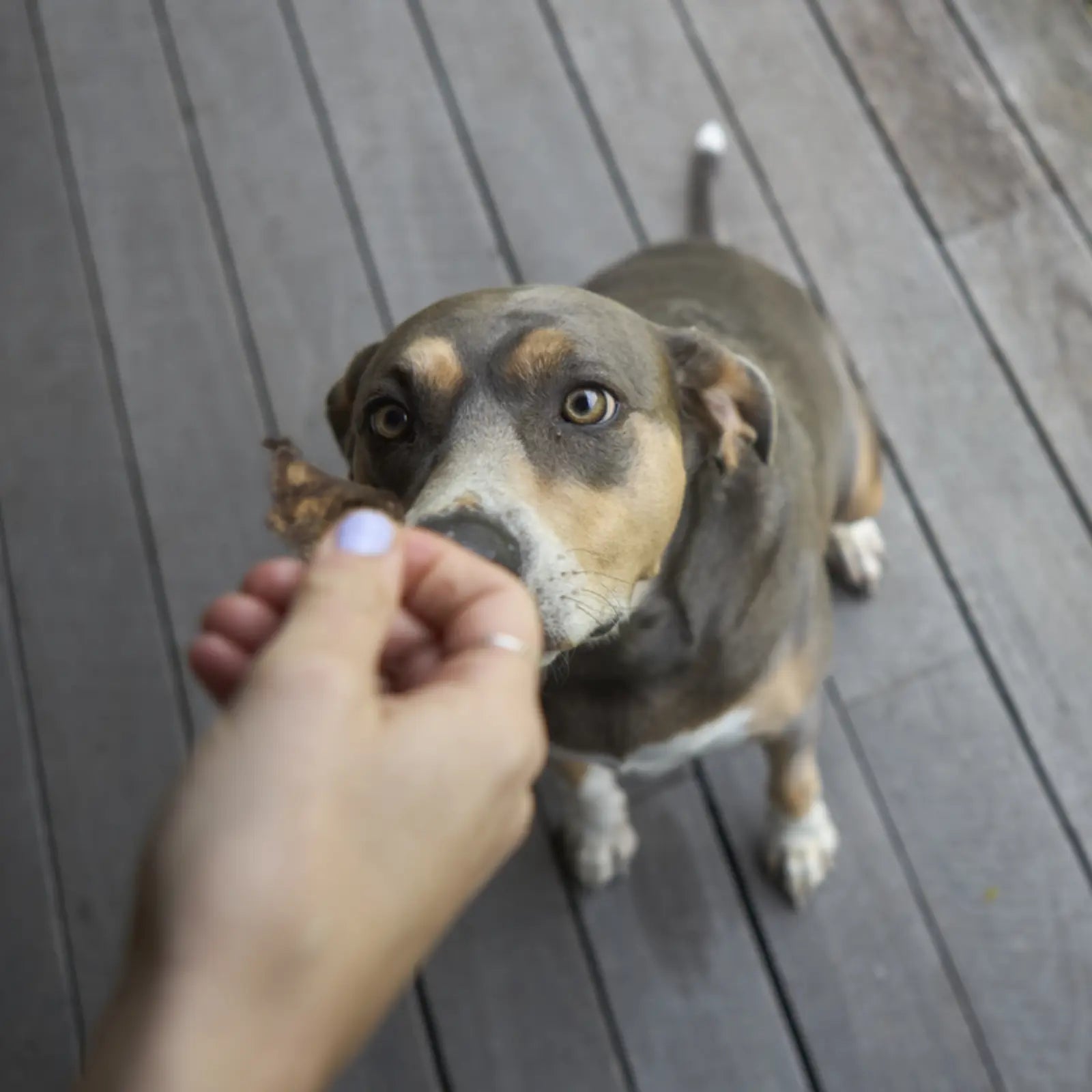 Kazoo Prime Cuts Beef Lung Cubes Dog Treats Prime Cuts