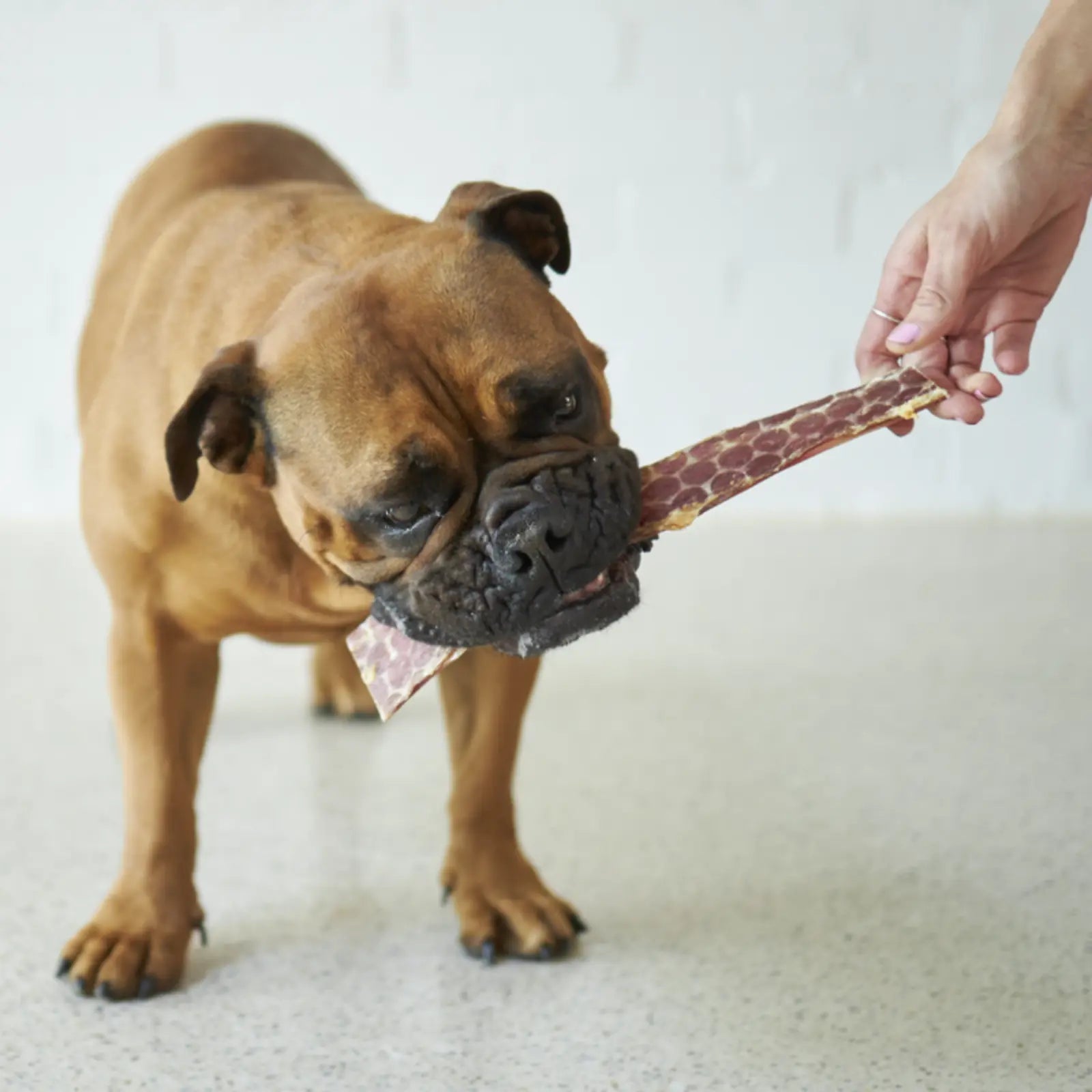 Kazoo Prime Cuts Beef Steak Strips Dog Treats Prime Cuts