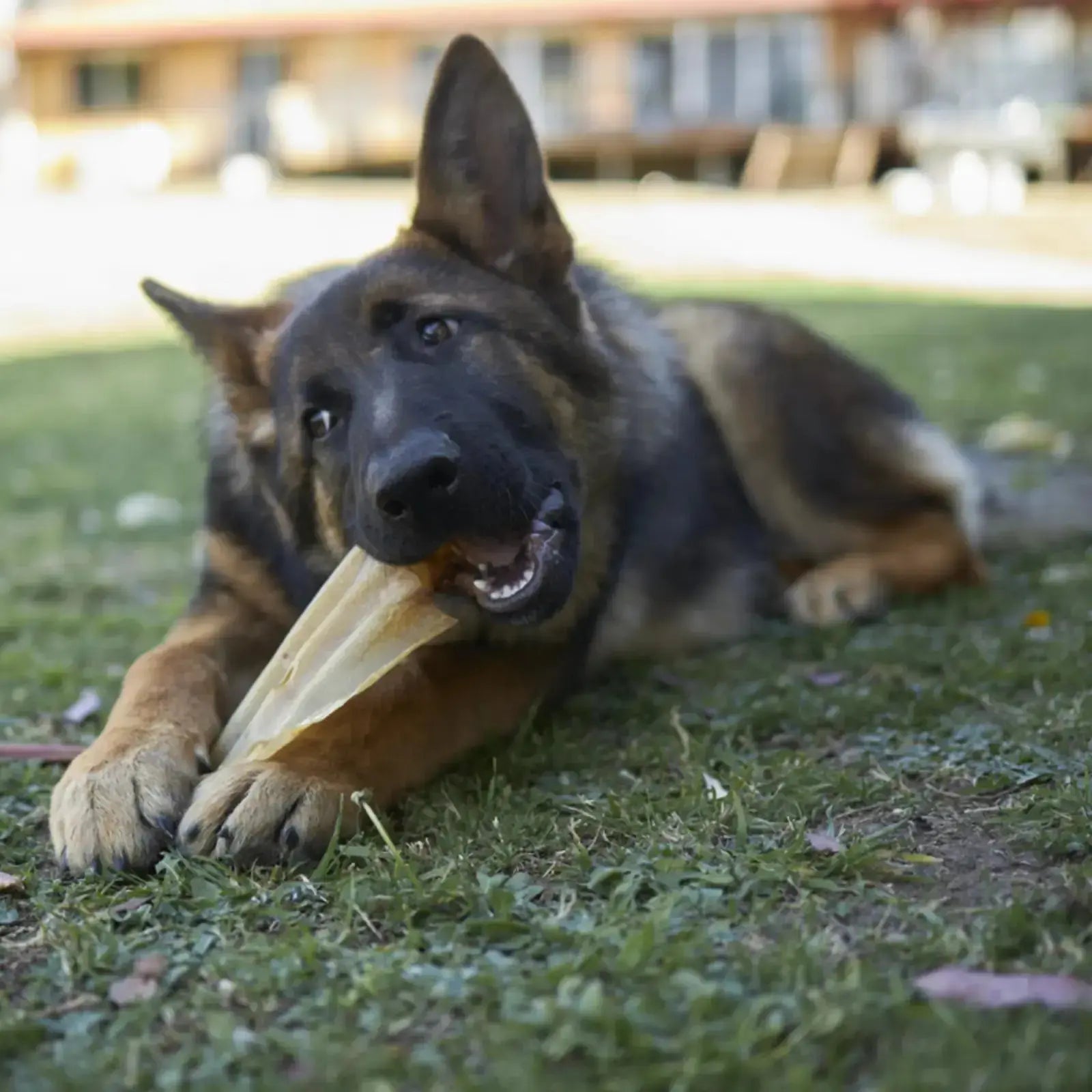 Kazoo Prime Cuts Aussie Beef Ears - 7pk Prime Cuts