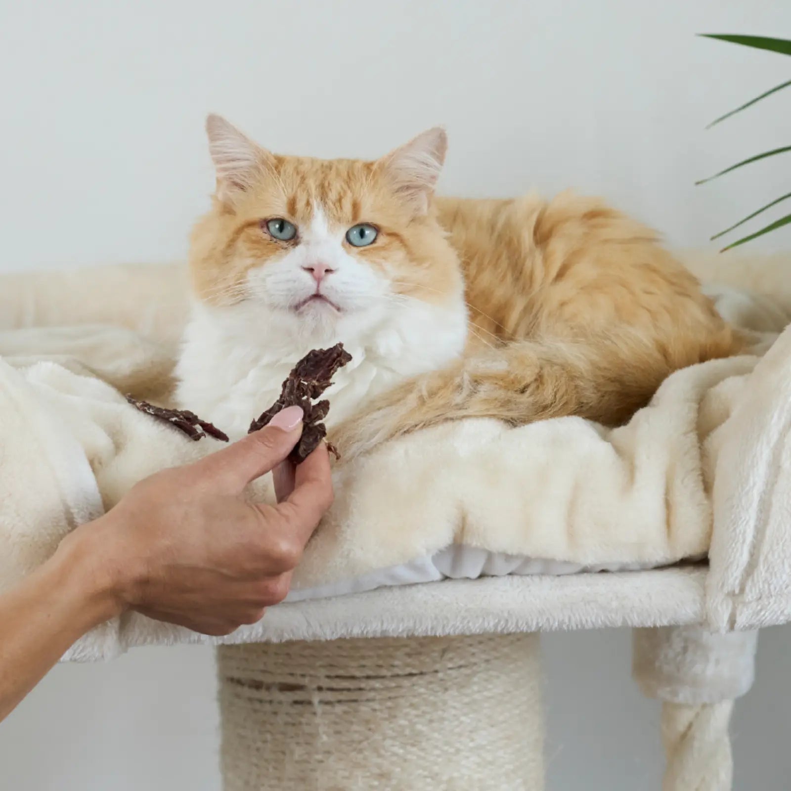 Kazoo Prime Cuts Kangaroo Steak 60g For Cats Prime Cuts