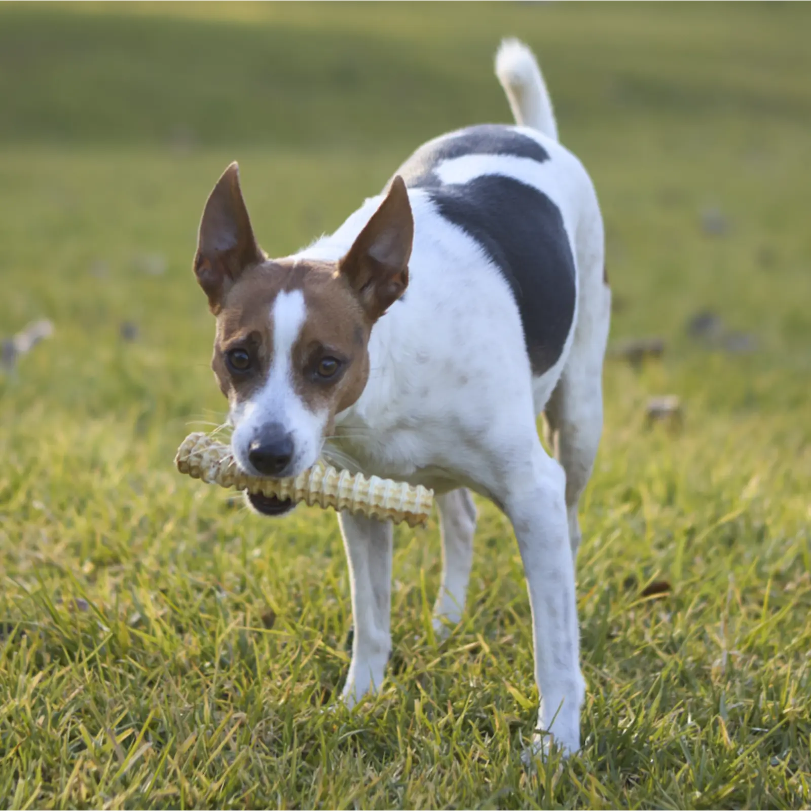 Kazoo Prime Cuts Shark Cartilage Dog Treats Prime Cuts