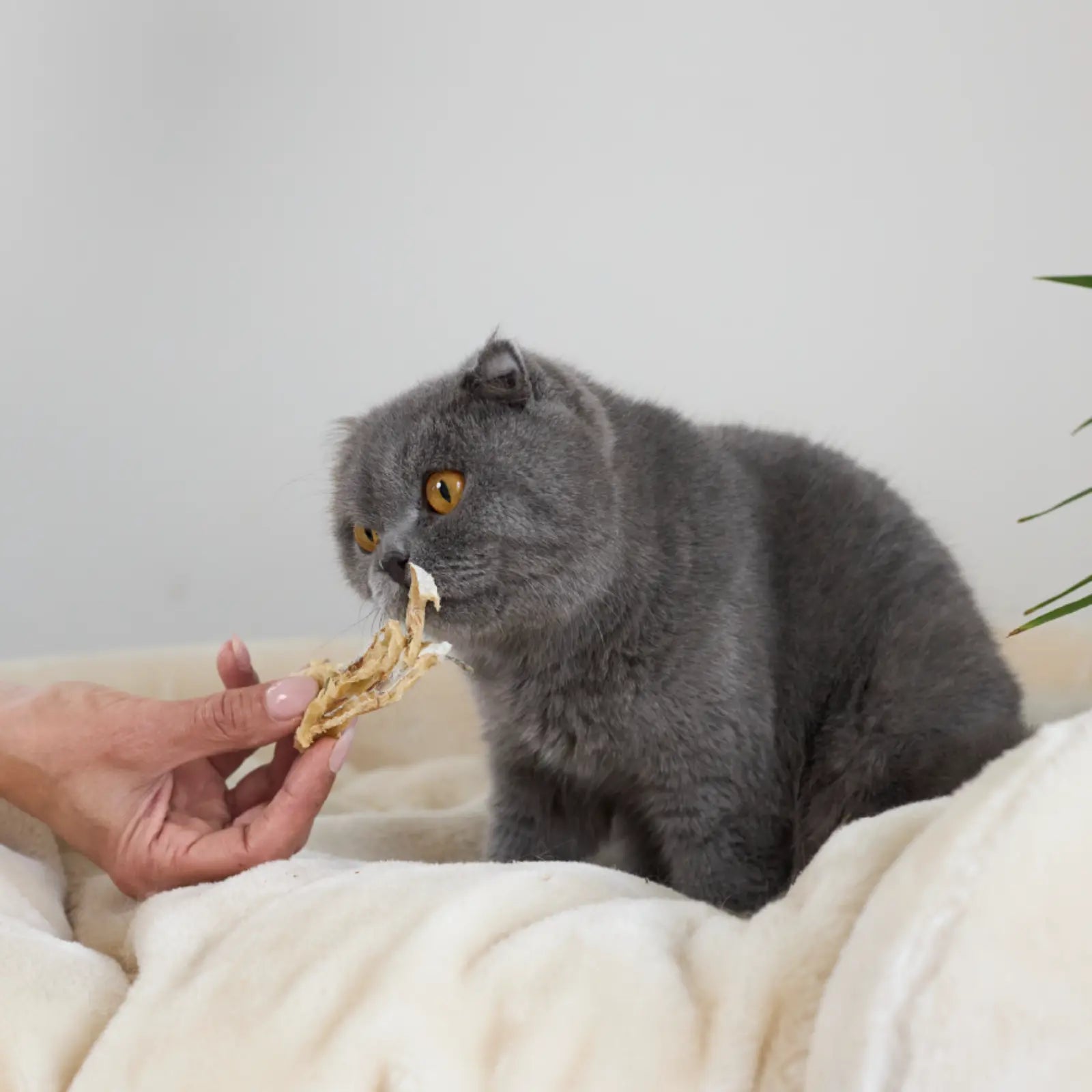 Kazoo Prime Cuts Whiting 60g For Cats Prime Cuts