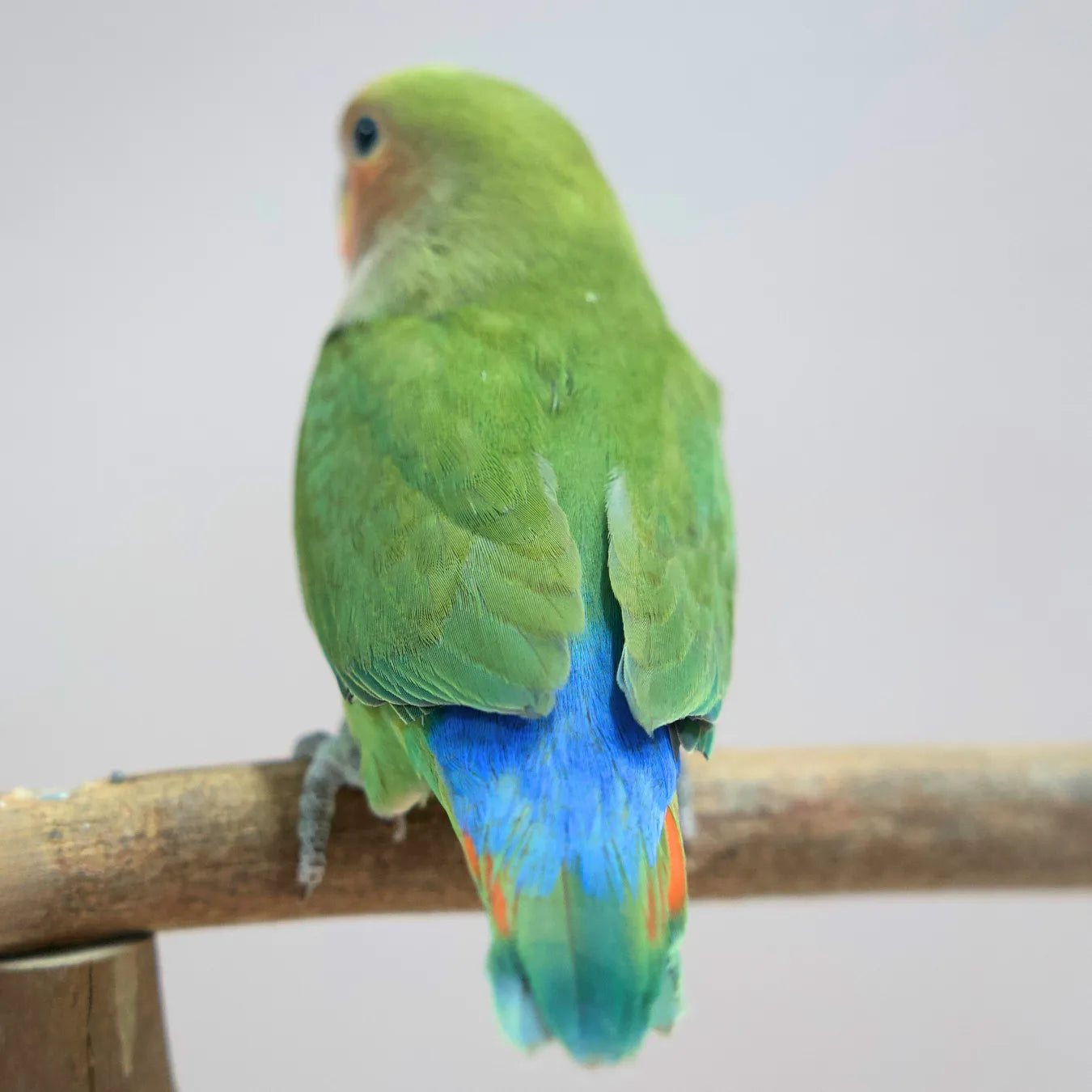 Lime, the Hand-Raised Lovebird