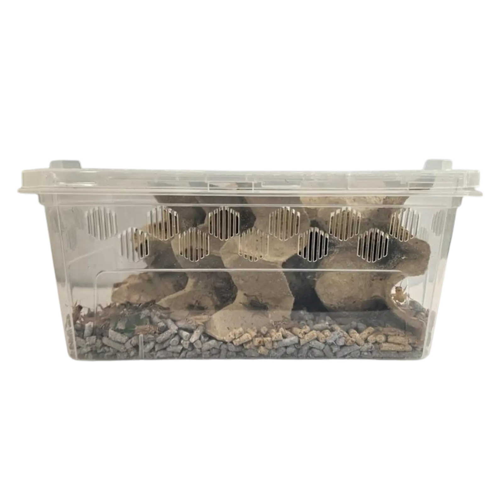 Live Crickets - Bio Supplies - Mini Bulk Flip Top Tubs Bio Supplies