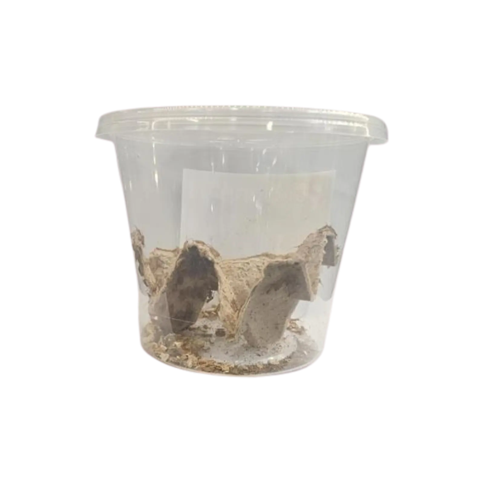 Live Crickets - Bio Supplies Bio Supplies