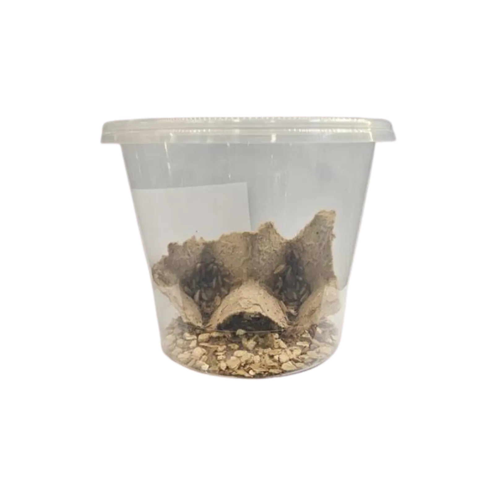 Live Crickets - Bio Supplies Bio Supplies