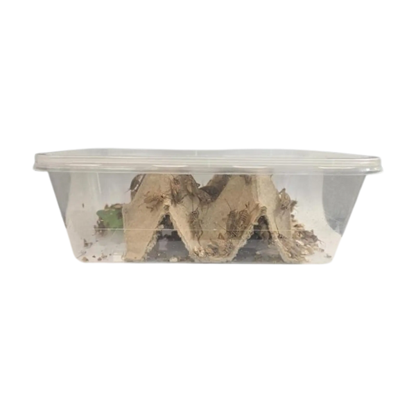 Live Crickets - Bio Supplies Bio Supplies