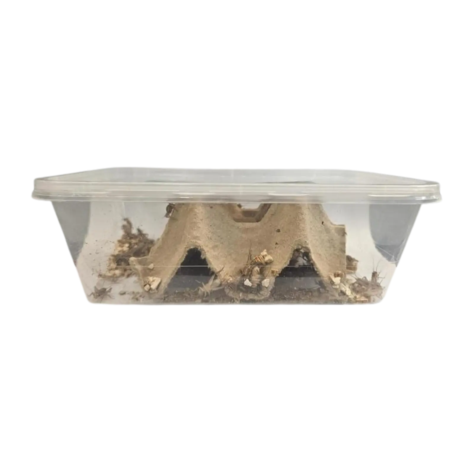 Live Crickets - Bio Supplies Bio Supplies