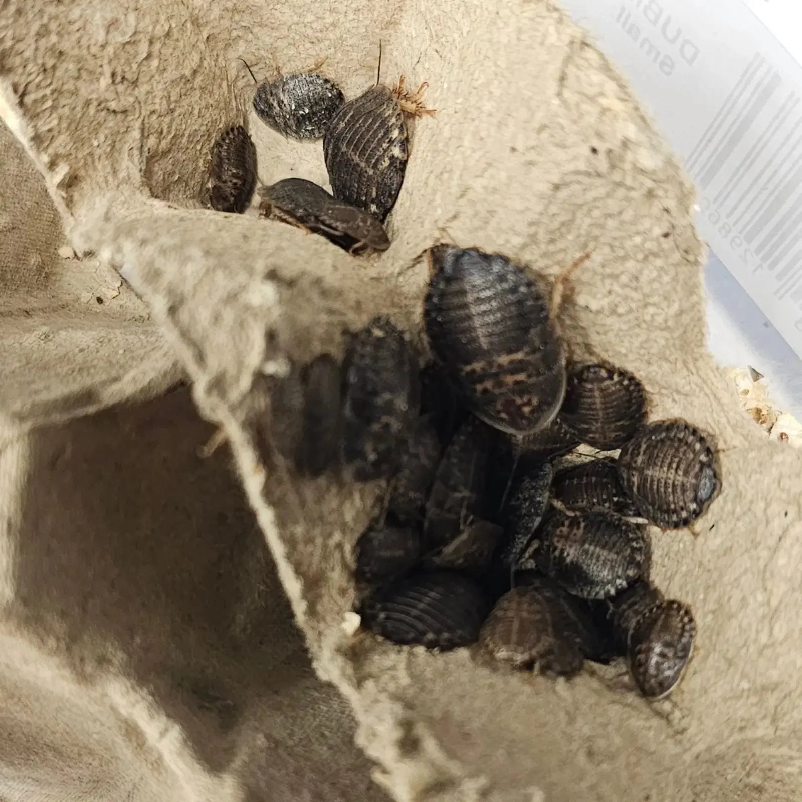 Live Dubia Roaches - Oceanbreeze Oceanbreeze
