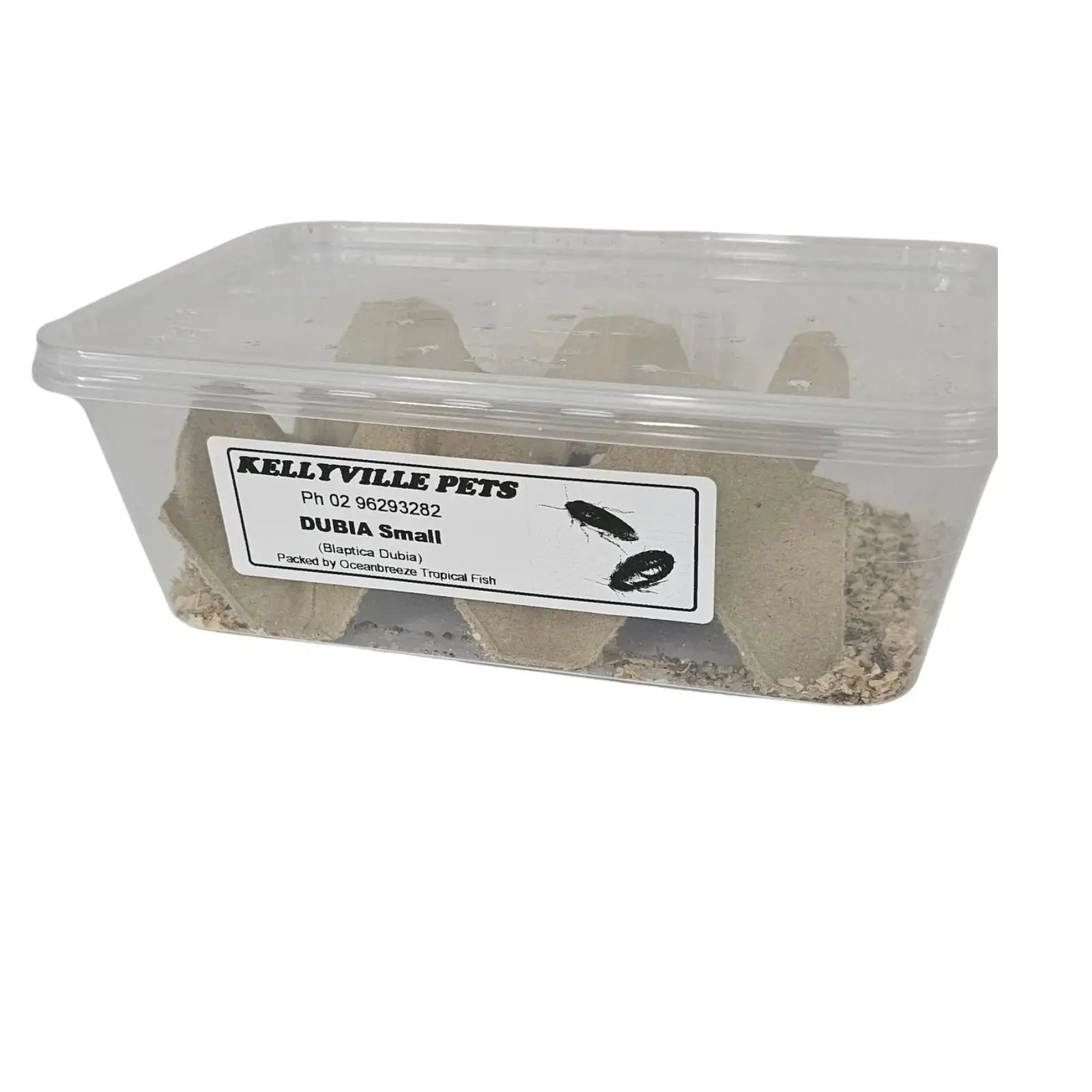 Live Dubia Roaches - Oceanbreeze Oceanbreeze