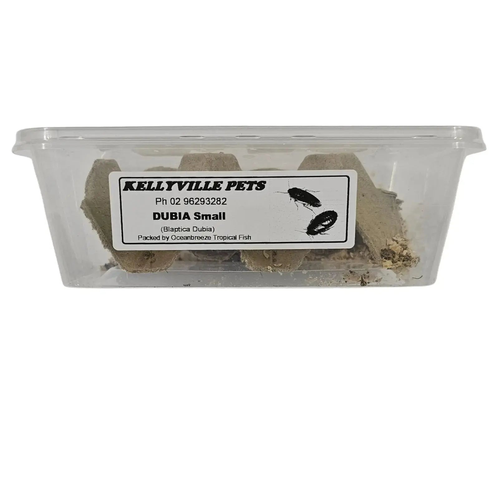 Live Dubia Roaches - Oceanbreeze Oceanbreeze