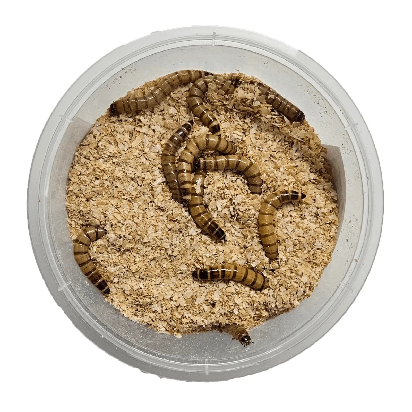 Live Giant Mealworms - Kellyville Pets