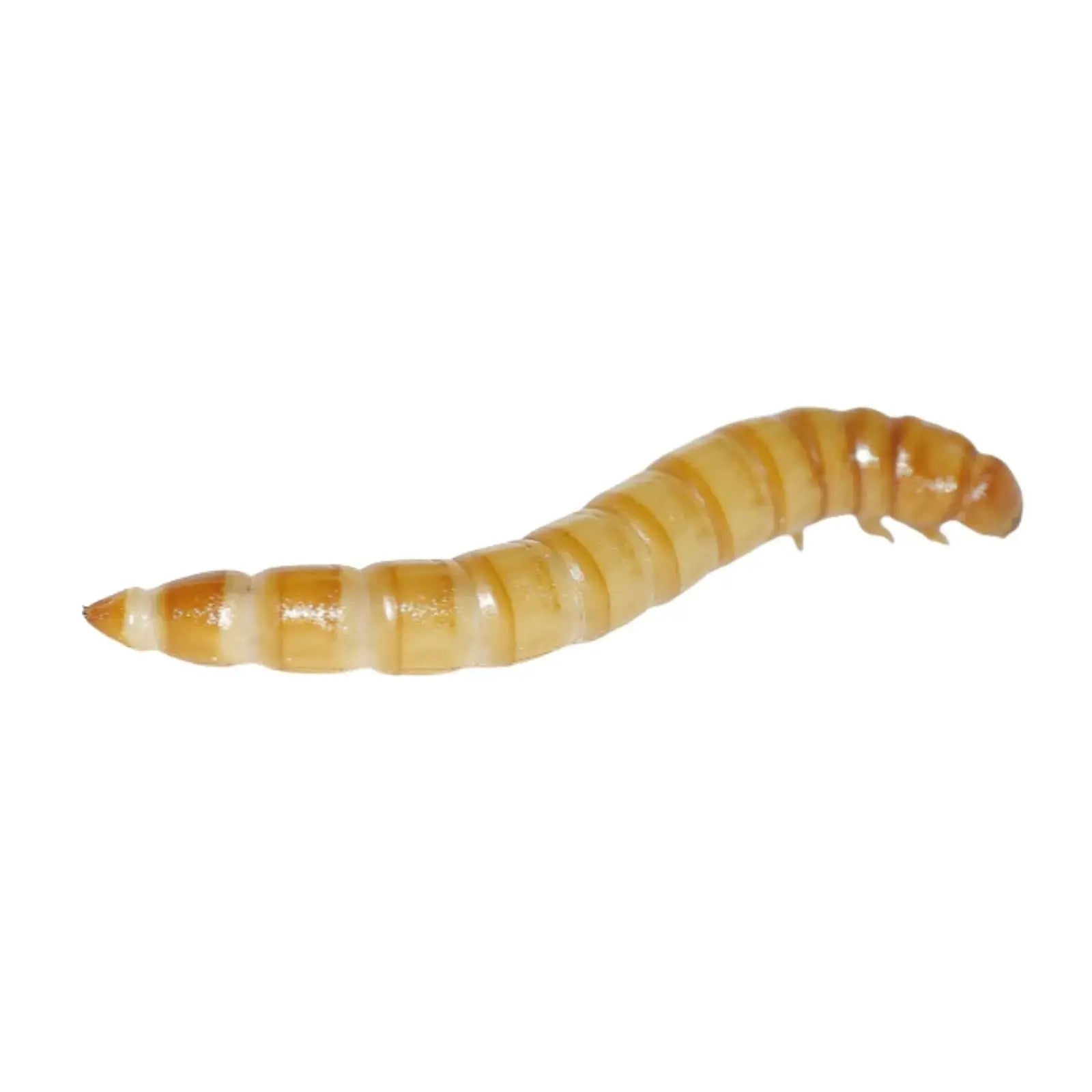 Live Mealworms - Bio supplies Bio Supplies