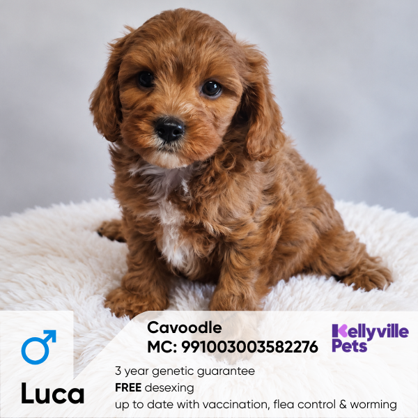 Luca