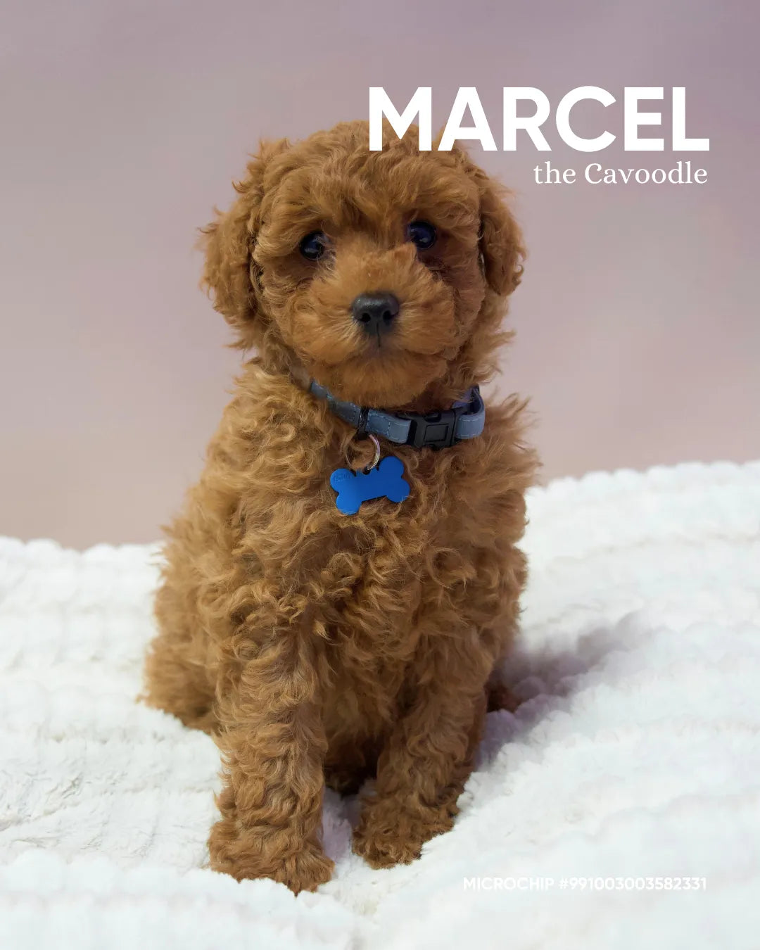 Marcel