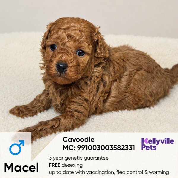 Marcel