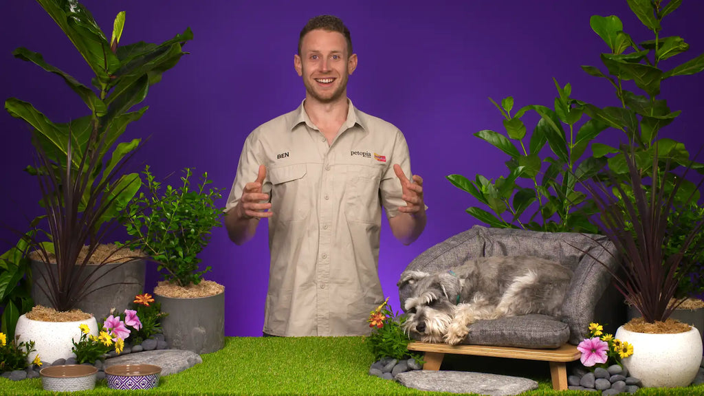 Man presenting class on dog care