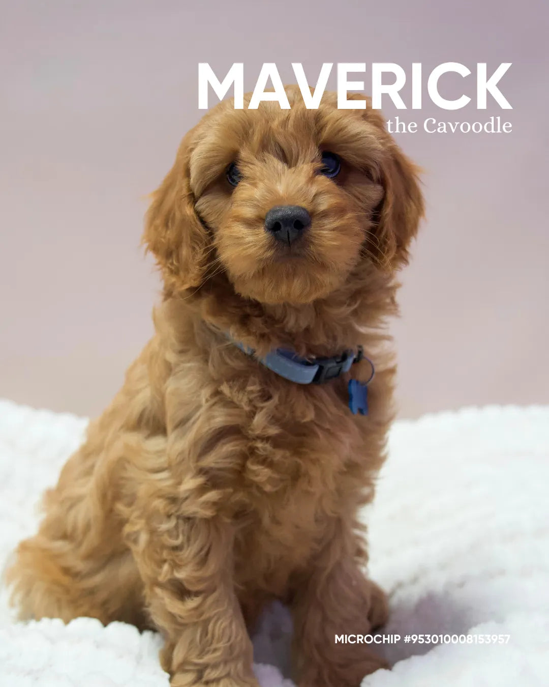 Maverick