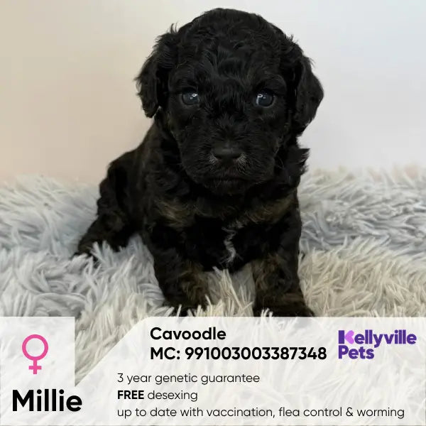 Millie Hazel