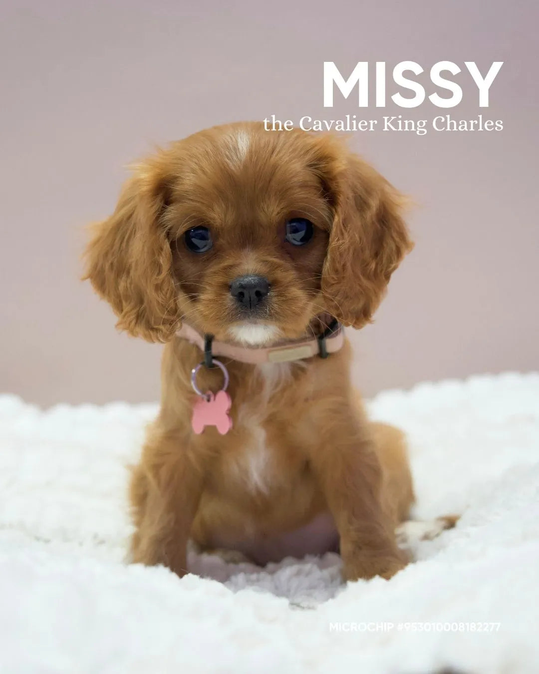 Missy