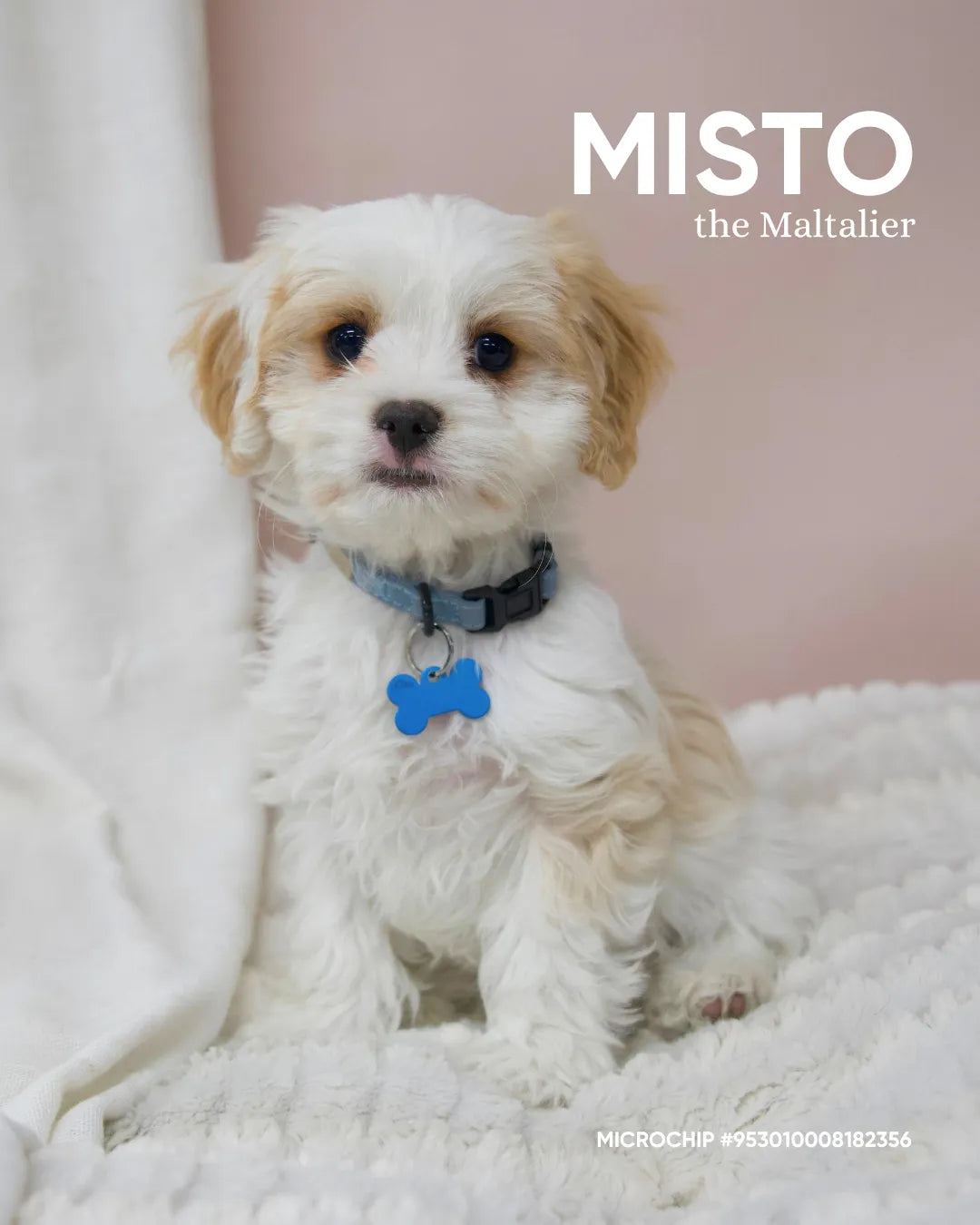 Misto