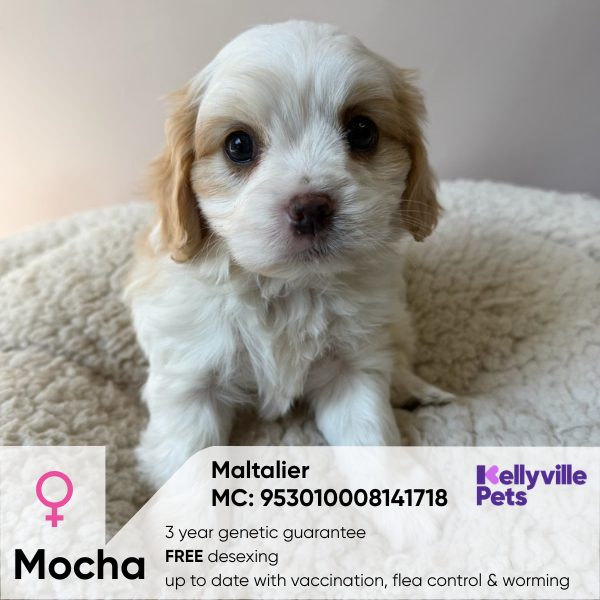 Mocha