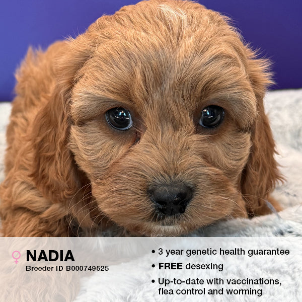 Nadia the Cavoodle