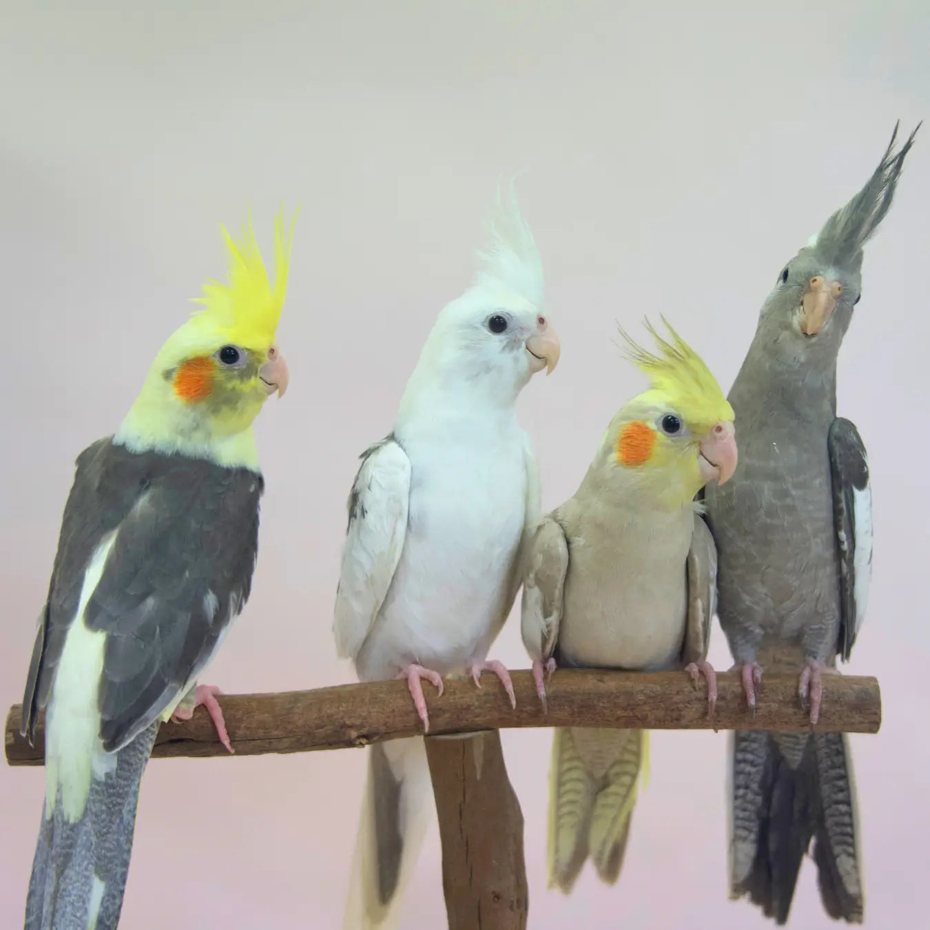 Our Hand-Raised Cockatiels Kellyville Pets