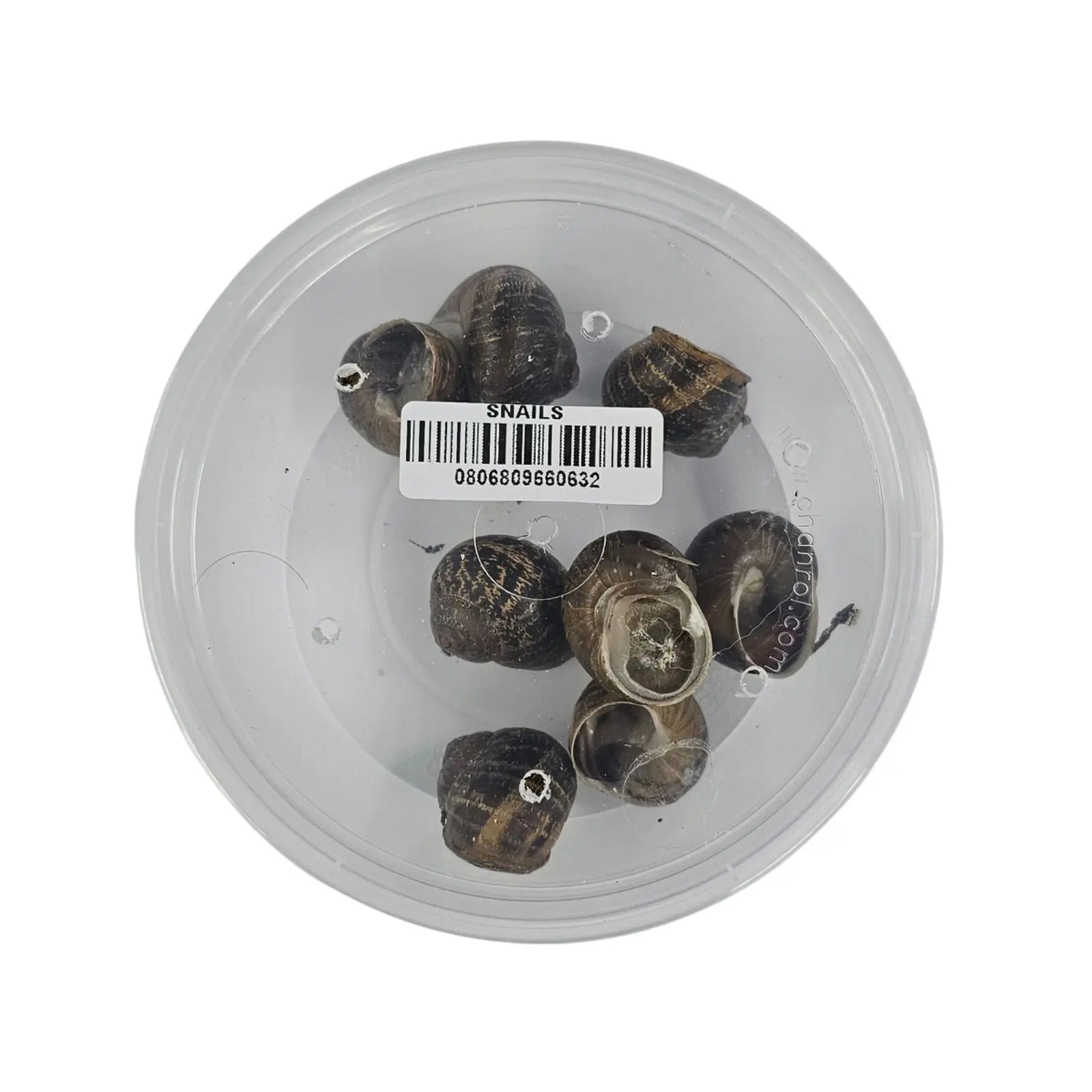 OzBugs Live Snails 8 pack OzBugs