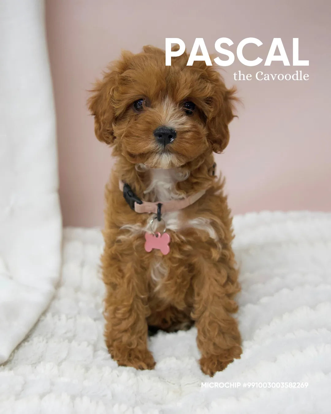 Pascal