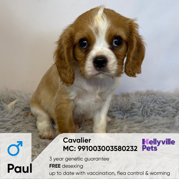 Paul
