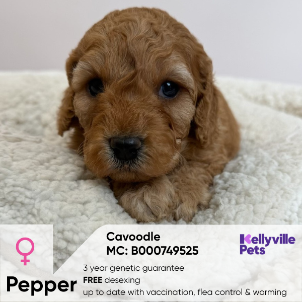 Pepper