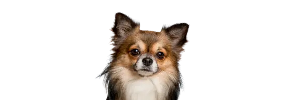 Event Tutorial Kellyville Pets