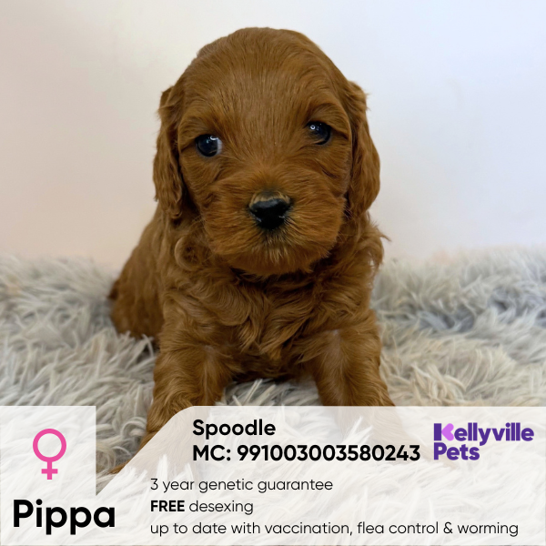 Pippa