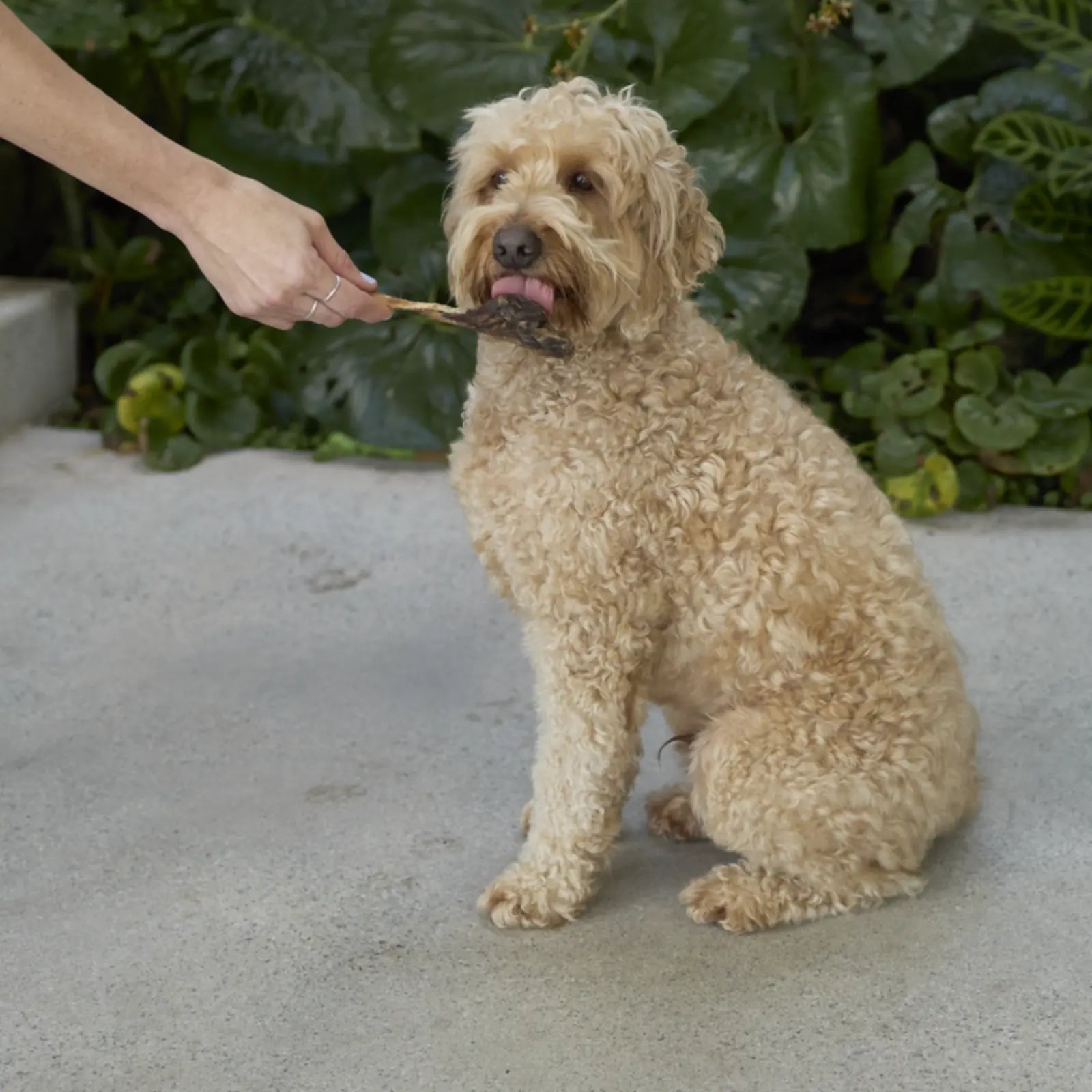 Prime Cuts Kangaroo Tendons - 250gm Prime Cuts