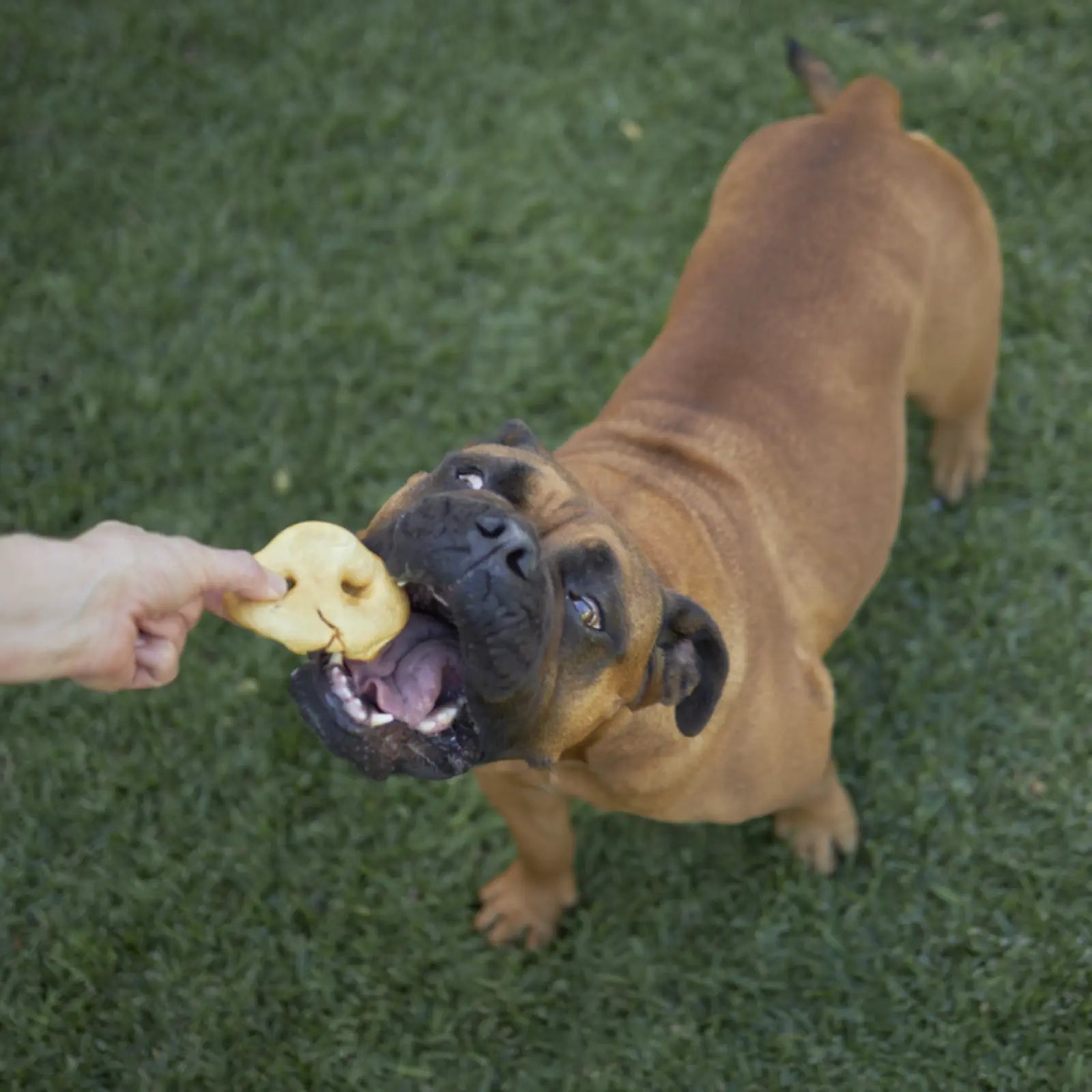 Prime Cuts Puffy Pig Snouts - 3pk Prime Cuts