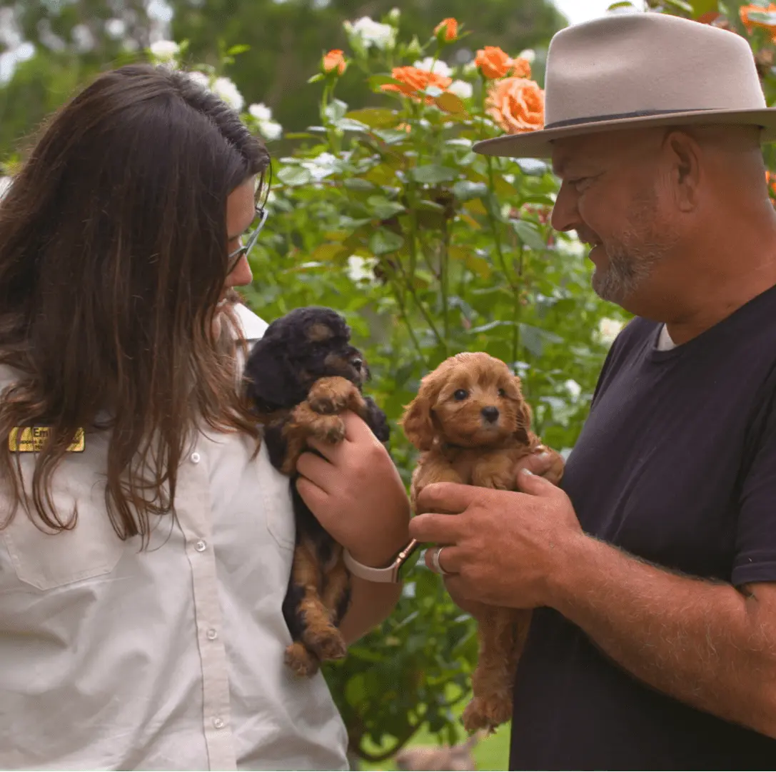 Puppy Appointment (90min) - Kellyville Pets